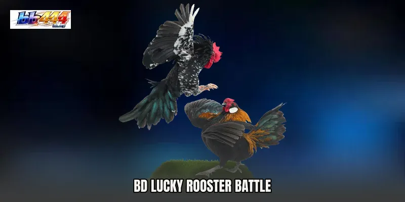 BD Lucky Rooster Battle