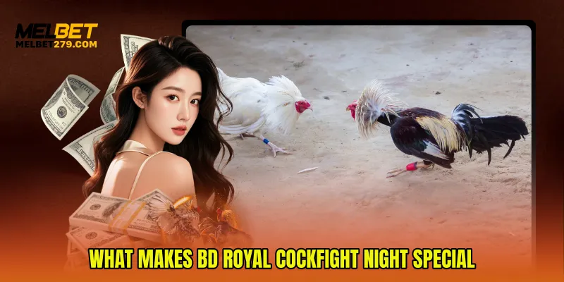 What Makes BD Royal Cockfight Night Special
